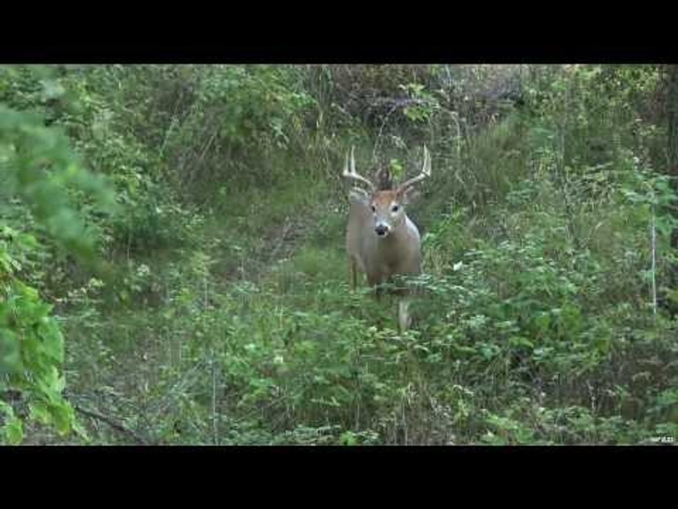 Deer Hunting in the Early Season
