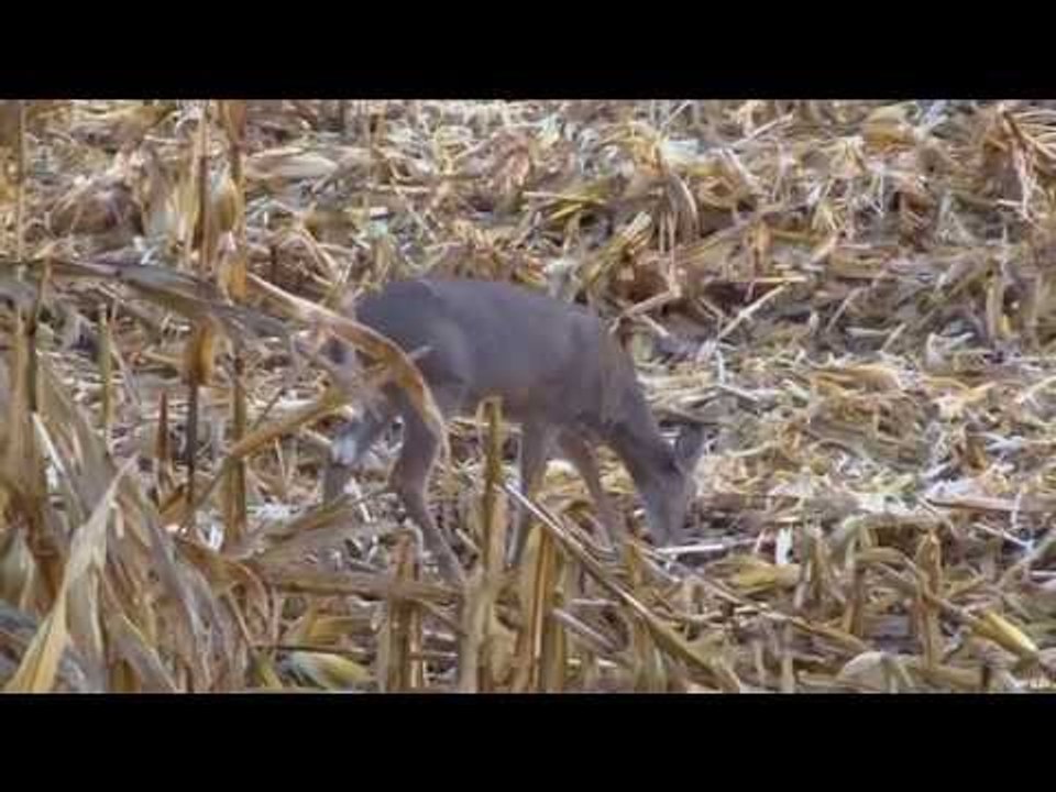 Hunting With The Bow