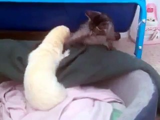 Шустрый хорек играет с котенком