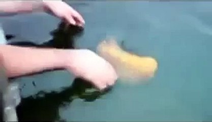 Ничего себе! Впервые такое вижу