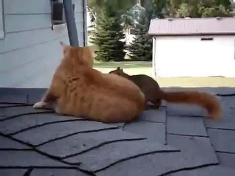 Кот и белка нашли друг друга