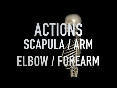 Actions: Scapula - Arm - Elbow - Forearm