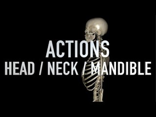 Actions: Head - Neck - Mandible