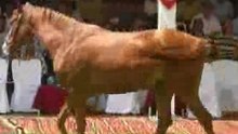 Vente annuelle de yearling à sidi thabet
