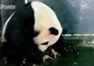 Amazing Moment Giant Panda Gives Birth to Twins