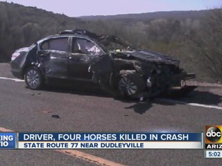 Four horses, driver dead in grisly crash