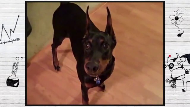 Очень смешно))) О чем думают животные, собака собирается на дачу. Прикол)))