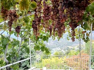 Ceviz üzümünün salkımı 5 kilogram geliyor