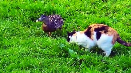 Cat and Duck Friends