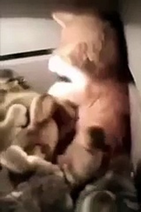 Cute kitten and ducks