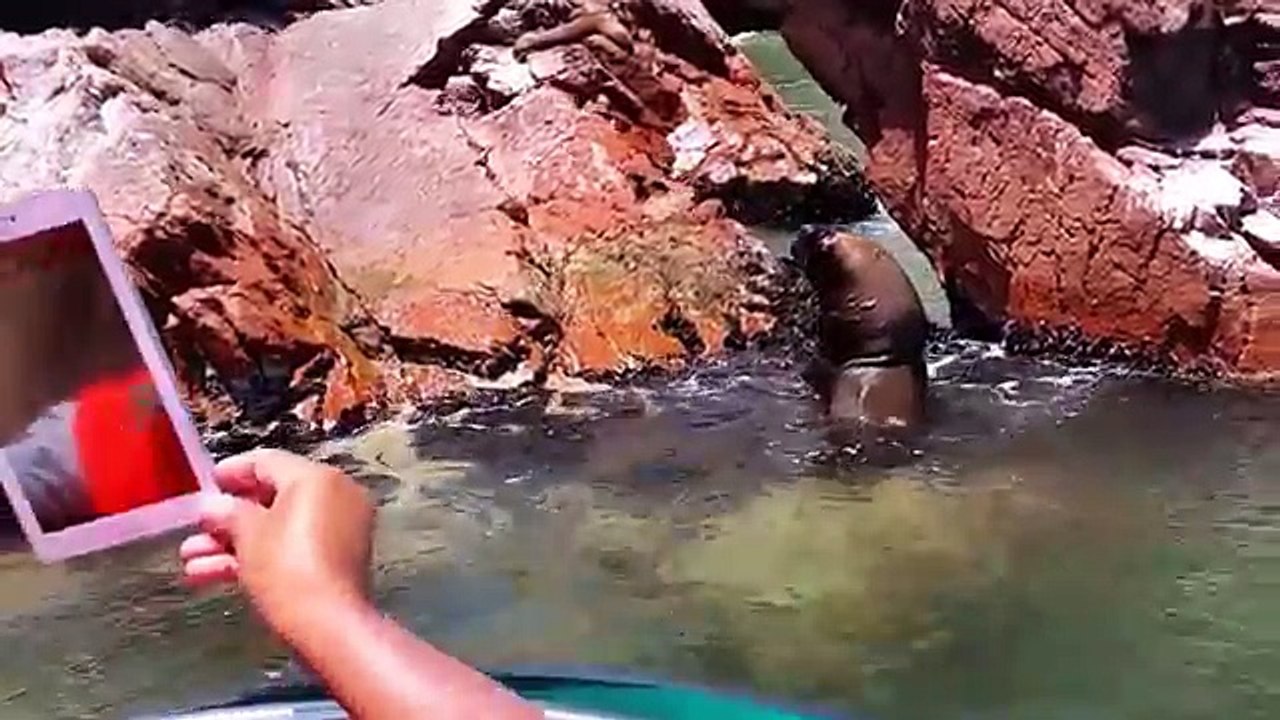 Tour a Islas Ballestas - Paracasights.com