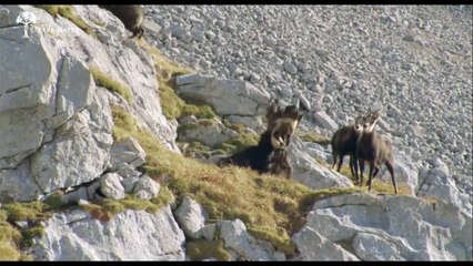 Cuộc chiến giữa chim Đại Bàng và hươu