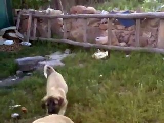 Kurdish Kangal Armenia