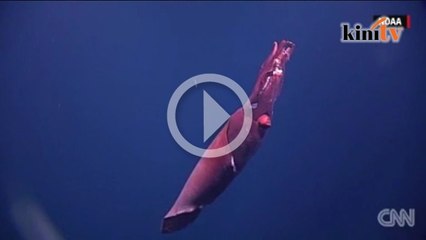 Sotong gergasi ditemukan di laut Hawaii