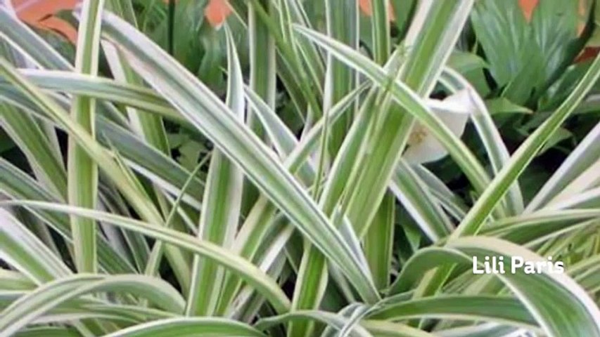 5 Jenis Tanaman Hias Bunga Dalam Rumah Sebagai Pembersih Udara Video Dailymotion