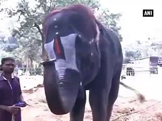 Elephant Plays Mouth Organ