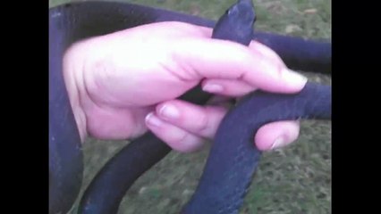 Woman Scares Husband With Huge Pet Snake