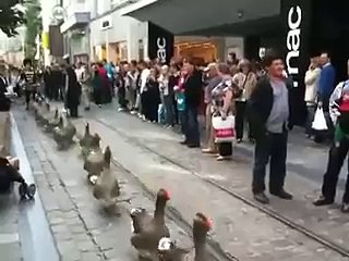 Geese Duck March