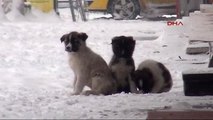 Kars-Sokak Köpeklerinin Kışla Mücadelesi