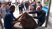 Dev köpek balığı, Bursalı balıkçıların ağına takıldı (673 kilo, testere gibi dişler)