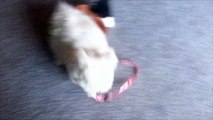 Hasbro - FurReal Friends - “GoGo Walking and Talking Puppy Dog Toy”