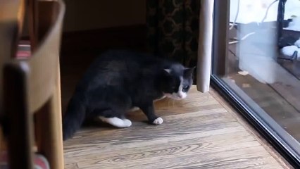 ОБАЛДЕТЬ! Такого вы еще не видели ! Кот против Рыси !  Cat vs Bobcat