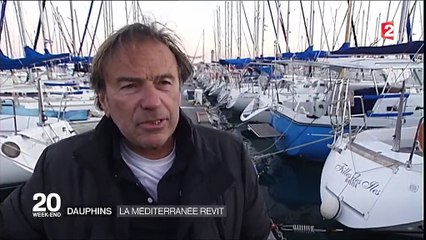 Les dauphins font leur retour en Méditerranée