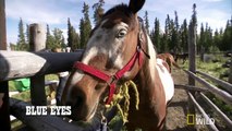 Inmates tame wild horses — and save taxpayers money