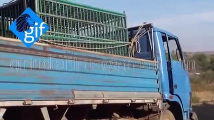Perilous video: Asiatic Lioness entered in village and attack on motorbike near gir forest