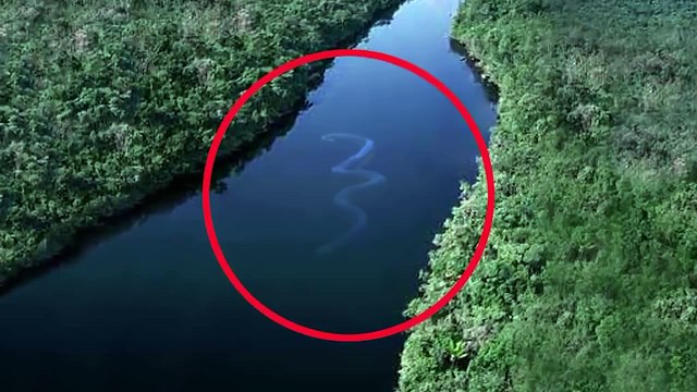 Самая большая змея в мире.