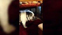 Bull Dog Growls when Oner Sings Happy Birthday - Funny Animals Channel