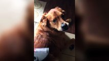 Dog Gets Vacuumed - Funny Animals Channel