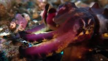 Giant pacific octopus - Wild discovery channel National Geographic documentary Animal planet - Funny Animals Channel