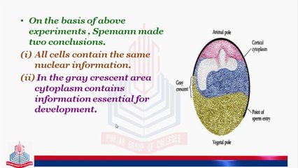 Development of Chick  ( Other Experiments , Grey Crescent  )part 3