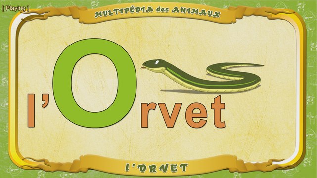 Multipédia des animaux. La lettre O - l'Orvet