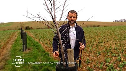 Extrait "Les Pieds sur Terre" sur l'agroforesterie