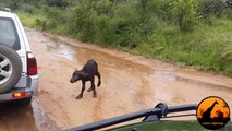 Buffalo Chases A Hunting Lion From Her Newborn Calf - Latest Wildlife Sightings