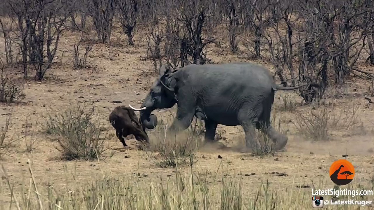 Elephant Stabs and Kills Buffalo