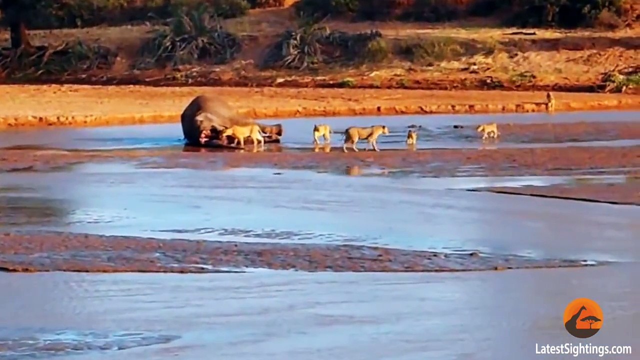 Epic Fight- Lions Attack a Crocodile (2 sets of fighting)