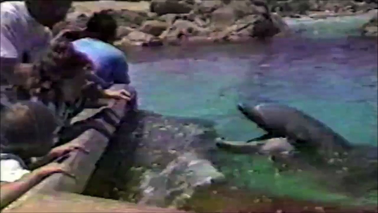 Une mouette vole le repas d'un dauphin