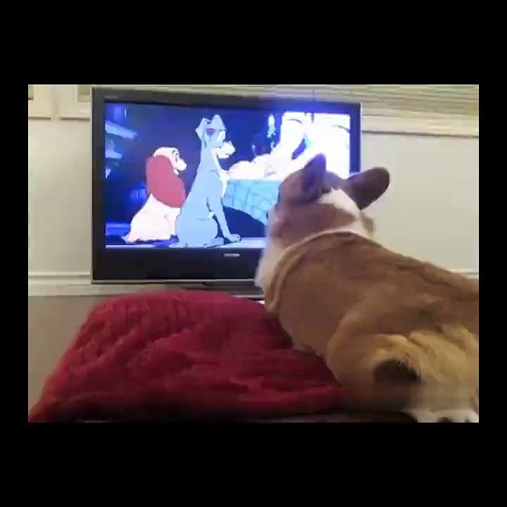 The Lady and the Tramp