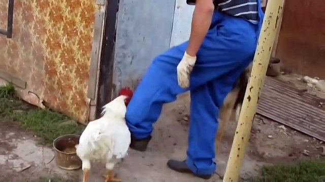 НАГЛЫЙ ПЕТУХ