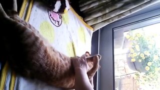 Забавная релаксирующая кошка