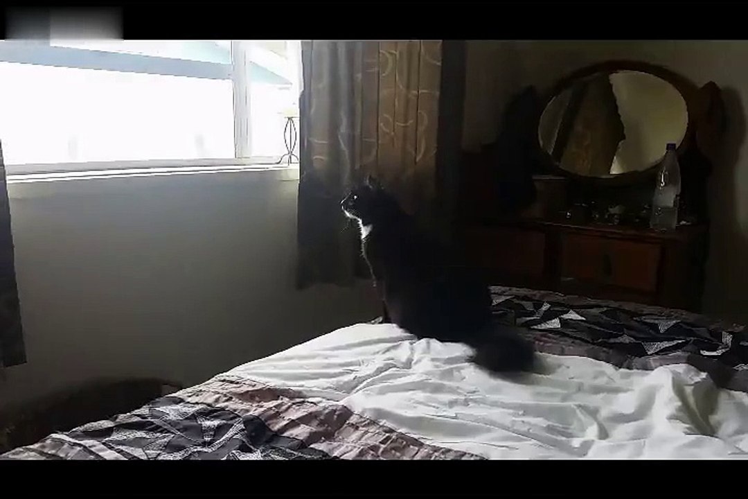 Cat doesn\'t nail landing