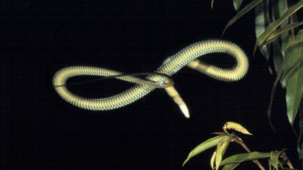 Top 5 Flying and Gliding Wild Animals of India