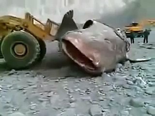 Самый большой Сом в мире! The biggest catfish in the world !