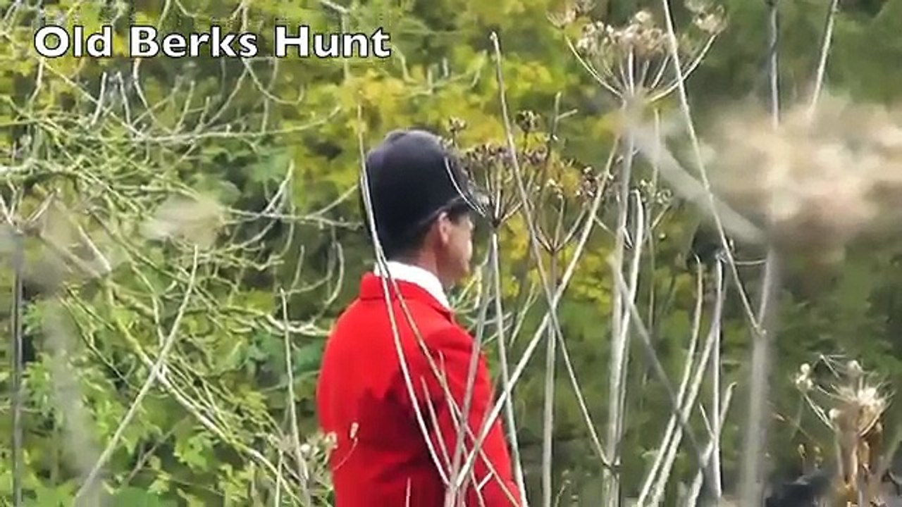 Chasse : Une femme sauve un renard pendant une chasse à courre !