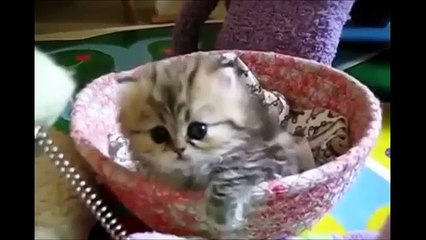 Best Funny Cutest Kittens Videos Compilation :)) En Sevimli Yavru Kediler