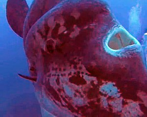 Impressionnant: nager avec un poisson géant Mola Mola (Sunfish)