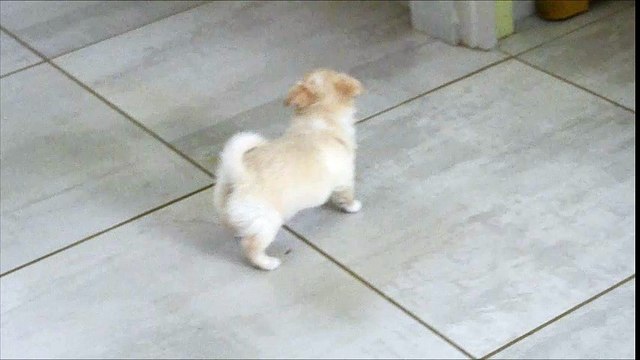 Macao bébé chihuahua Poil long de 5 semaines. Elevage du Moulin aux Merles